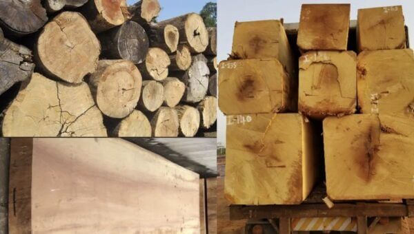 Gỗ dâu rừng là gì?