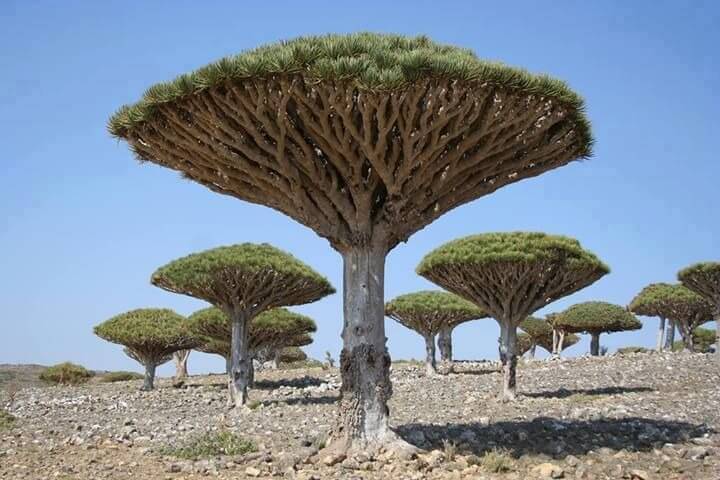 Gỗ huyết long là gì? 