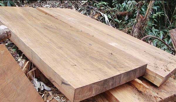 Gỗ sa mu (sa mộc) là gì? Gỗ sa mu có tốt không?