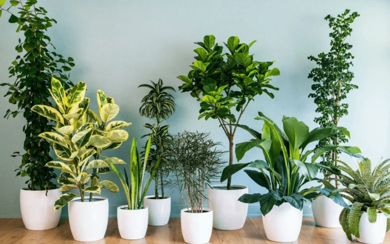 Trang trí cây xanh trong nhà vệ sinh: Top 15 loại cây đẹp, dễ chăm