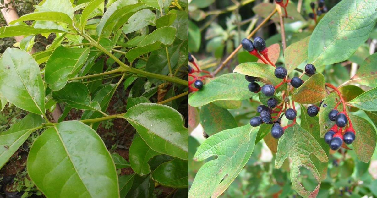 Cây trầu bà rừng với lá xanh tươi và quả mọng đen ở vườn, cây thuốc quý giá thiên nhiên.