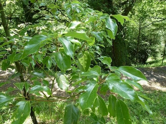 Lá cây xanh tươi trong rừng, ánh sáng mặt trời chiếu qua tán lá tạo sắc xanh sống động.