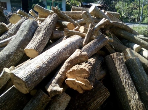 Khám Phá Gỗ Dâu Rừng: Đặc Điểm, Giá Trị và Cách Nhận Biết