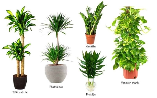 Top 7 các loại cây phát tài phổ biến rất được ưa chuộng