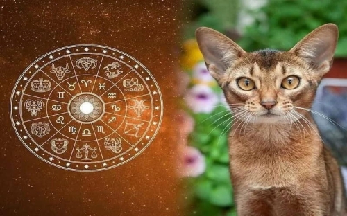 Tuổi Mão hợp hướng nào? Xem hướng xây nhà đại cát, đại lợi