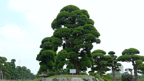 Khi Cây Cảnh Trở Thành Một Công Trình Văn Hóa Tầm Cỡ